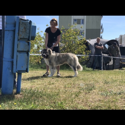 NDS USTKA'19 - BAGIRA